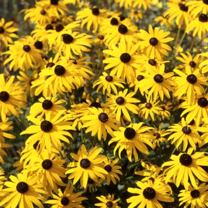 Picture of Rudbeckia Fulgida - Goldsturm (Black Eyed Susan)